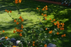 trollius2